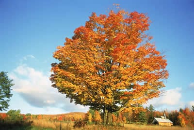 A tree changes colors in the fall with a cabin in the background.