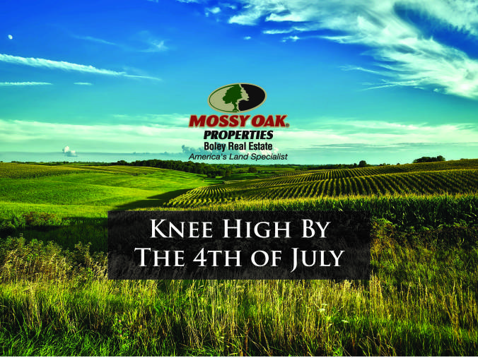 Green crops and a bright blue sky background. Text overlay says "Knee High by the 4th of July."