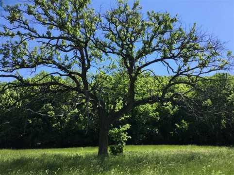 Mossy oak tree