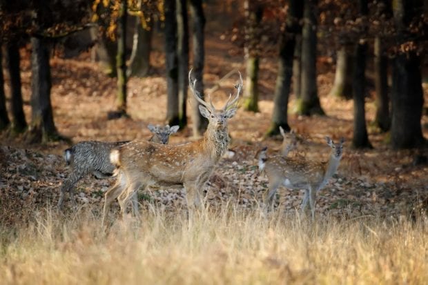 Whitetail Deer Hunting Properties