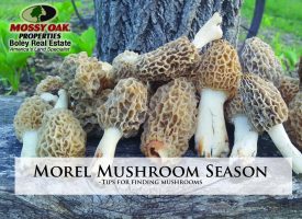 Morel Mushroom Season