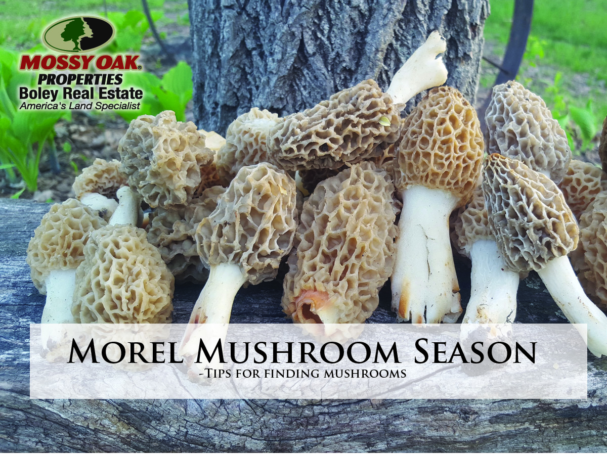 Morel Mushroom Season