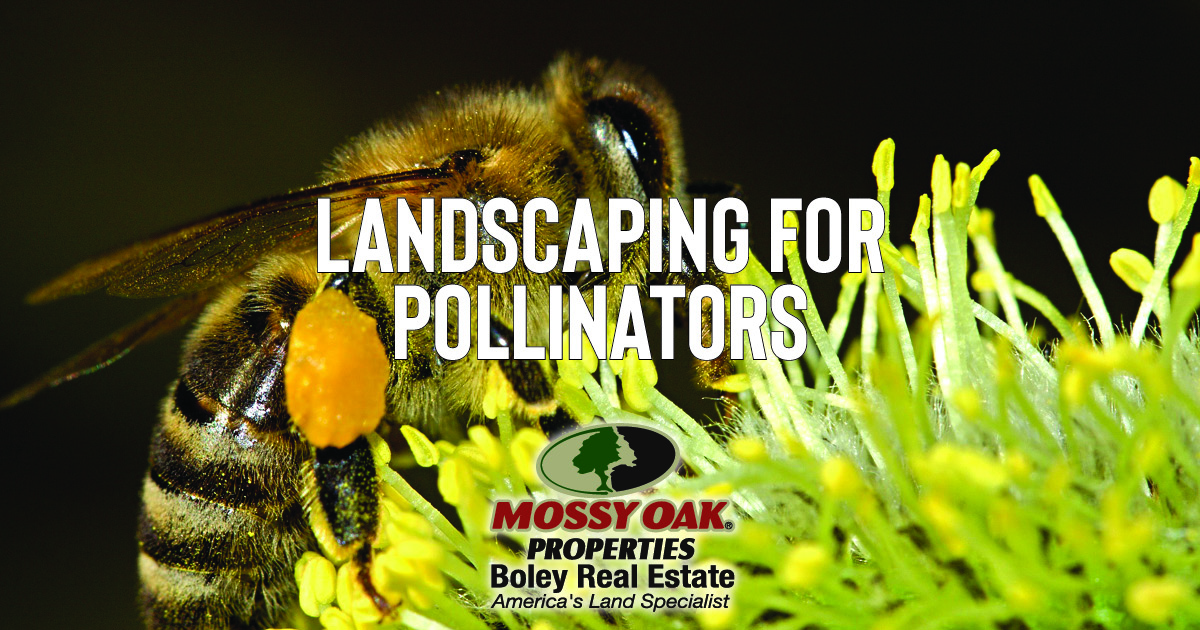 Landscaping for Pollinators