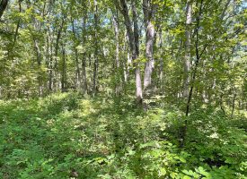 20 +/- acres For Sale in Unionville, IA